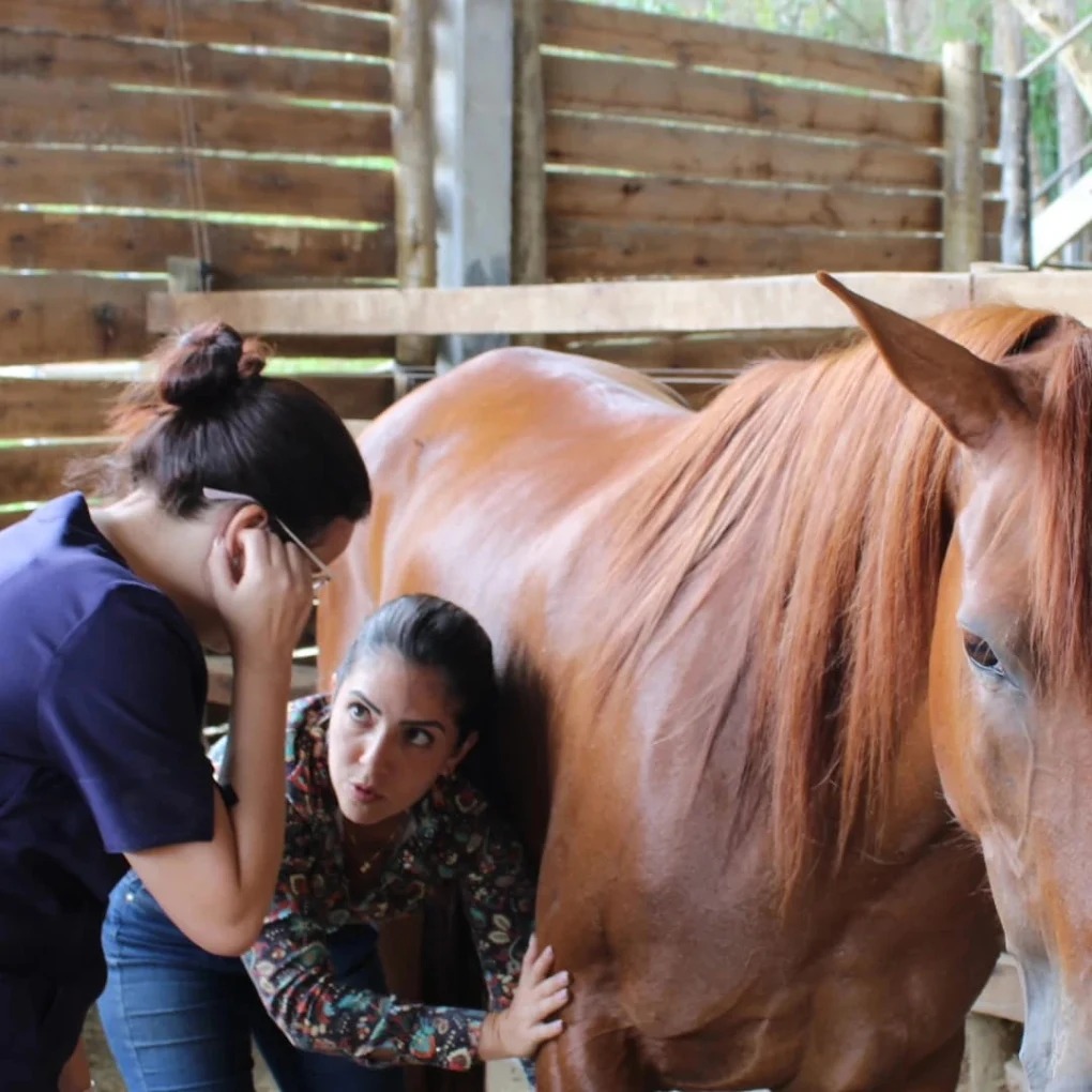 Instrução de Curso para Equinos